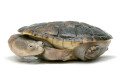 Chelodina rugosa juvenil